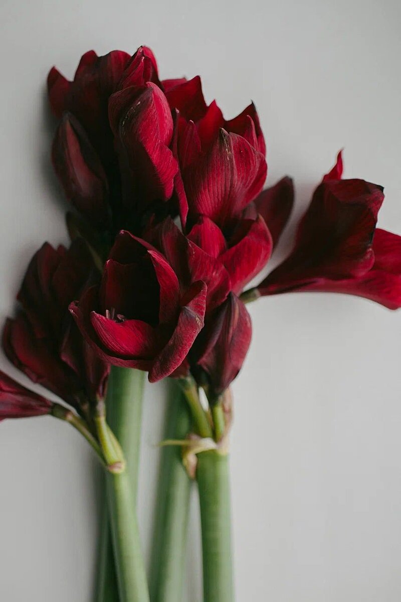 Амариллис Ferrari