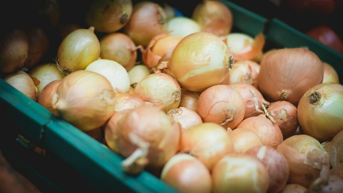     Несмотря на рекордный урожай лука, Филиппины столкнулись с резким ростом цен на данный продукт. Стоимость 1 кг красного репчатого лука в стране доходит до отметки 650 песо — около 11,84 доллара. Это делает филиппинский лук одним из самых дорогих на планете.