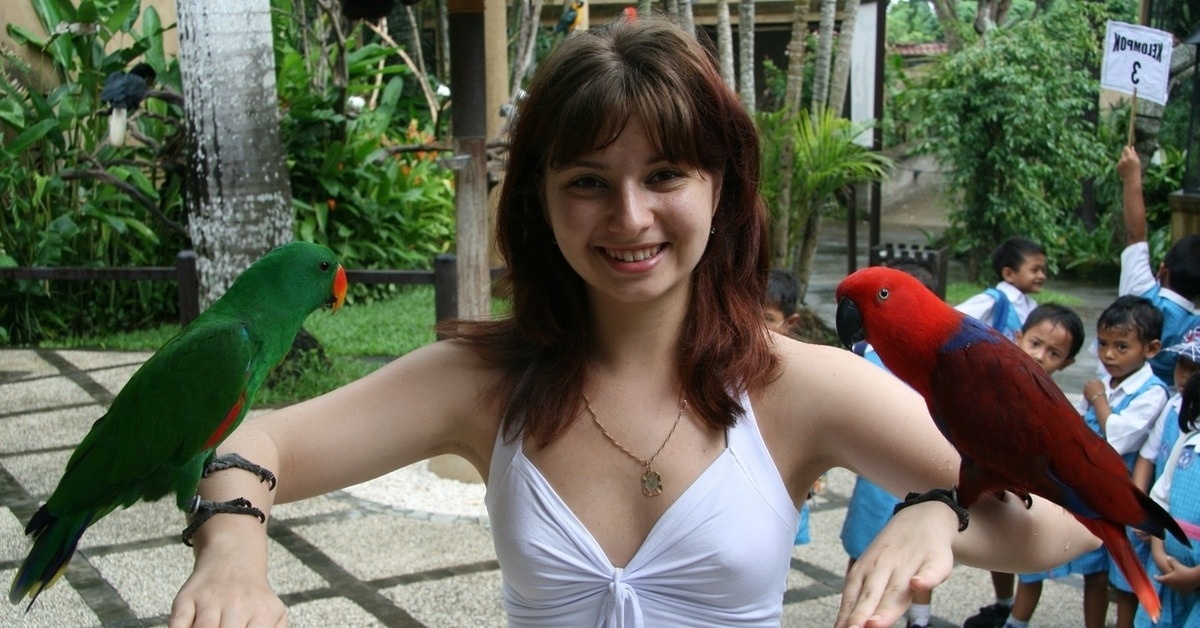 Попугаи. Фото из Яндекс картинки