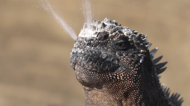 Может быть, морда и тупая, но она точно может распылять соль. Изображение предоставлено: Maridav / Shutterstock.com 