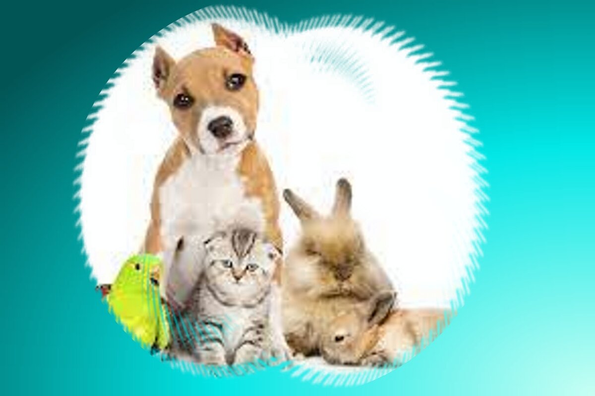 Братья наши меньшие