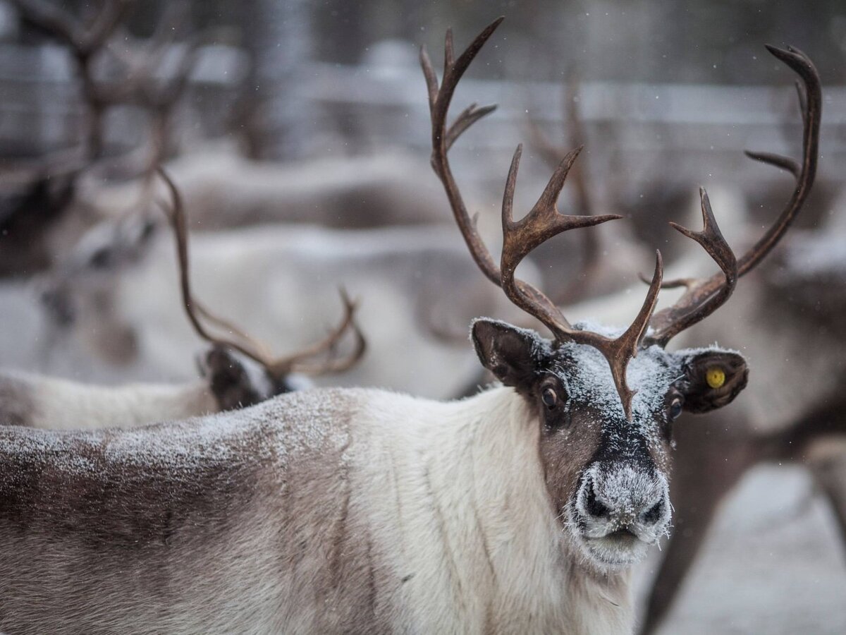    В Югре будут производить органическую оленину