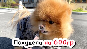 Шпиц Оливия на диете - минус 600гр. Наломали много дров. Обзоров больше не будет?