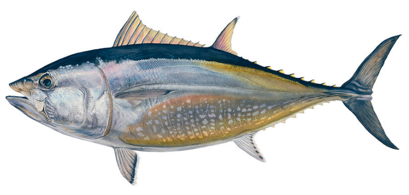 Thunnus thynnus