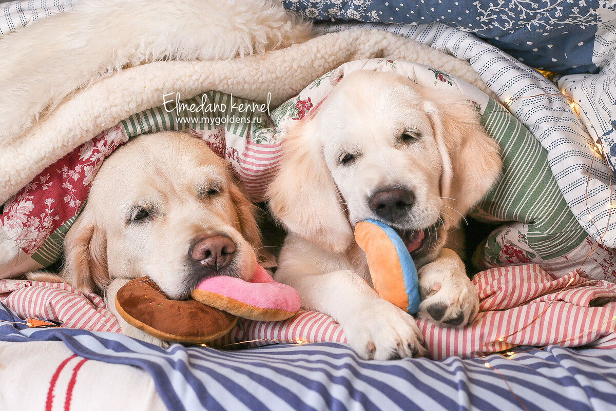 Наши золотистые ретриверы Эмили и маленькая Руби. Руби в щенячестве любила что-то погрызть.