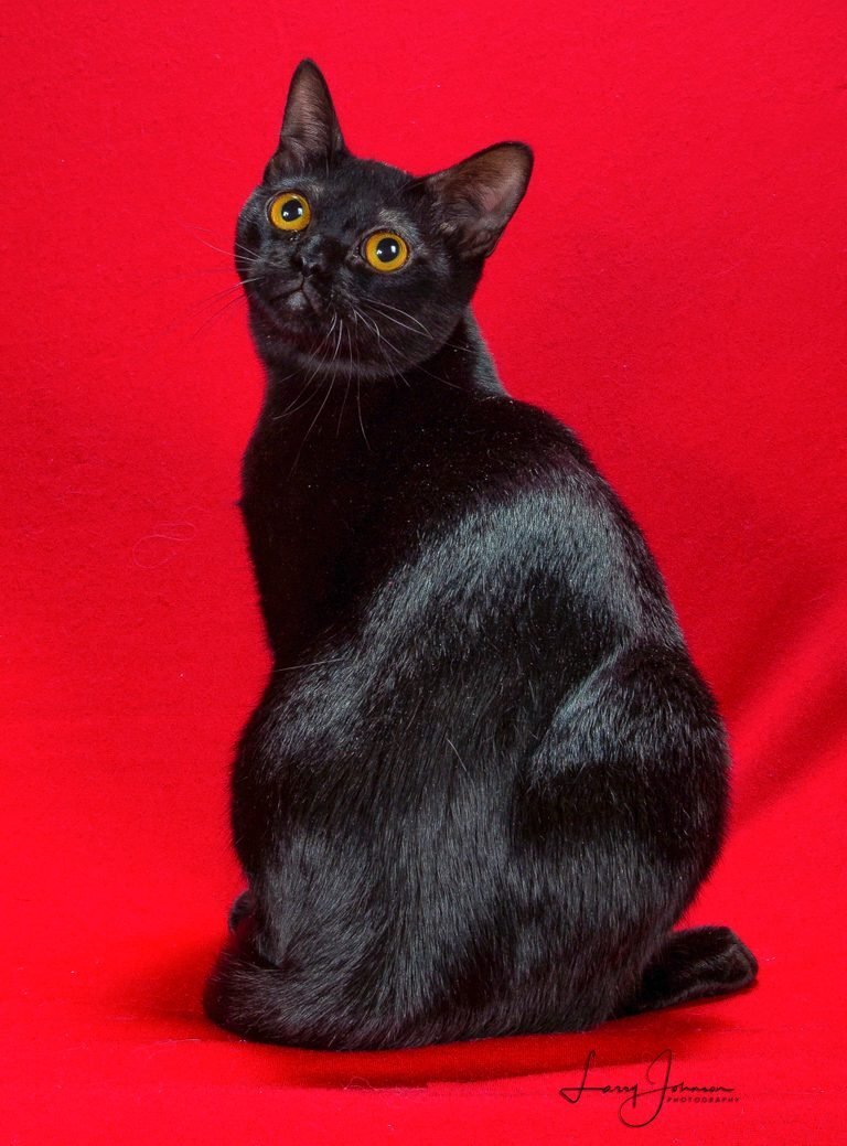 ПРЕДОСТАВЛЕНО ЛАРРИ ДЖОНСОНОМ / АССОЦИАЦИЕЙ ЛЮБИТЕЛЕЙ КОШЕК.