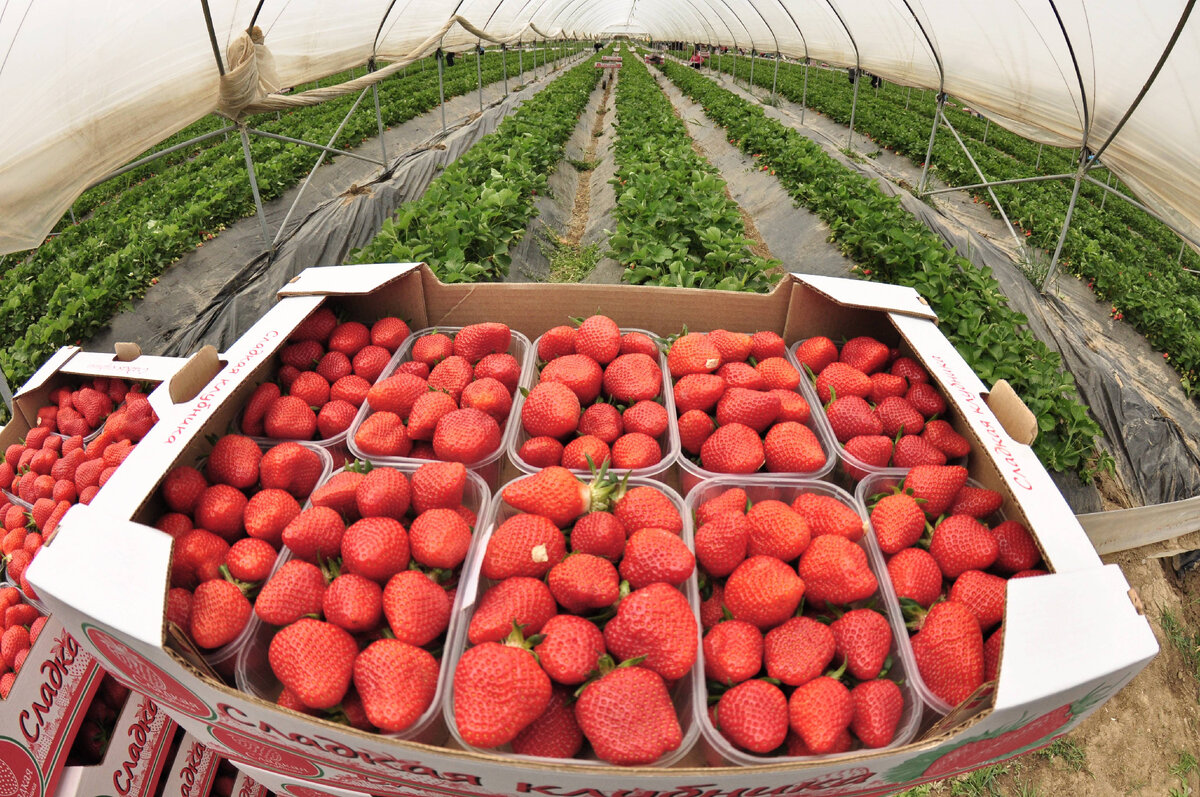 Купить рассаду клубники в Краснодарском крае оптом 8(918)977-33-32