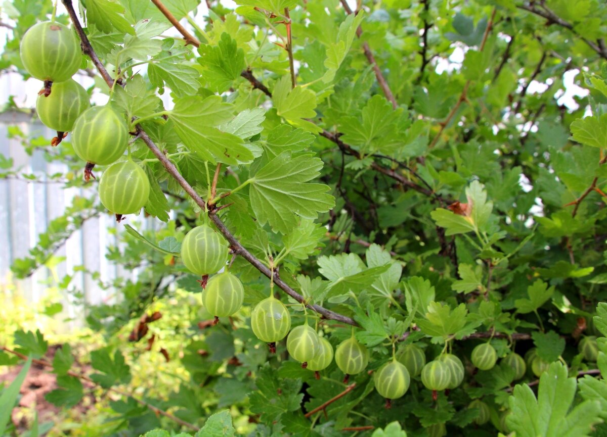 крыжовник хиннонмаки грин. королевский крыжовник. крыжовник инвикта. крыжовник неслуховский. сады крыжовника.