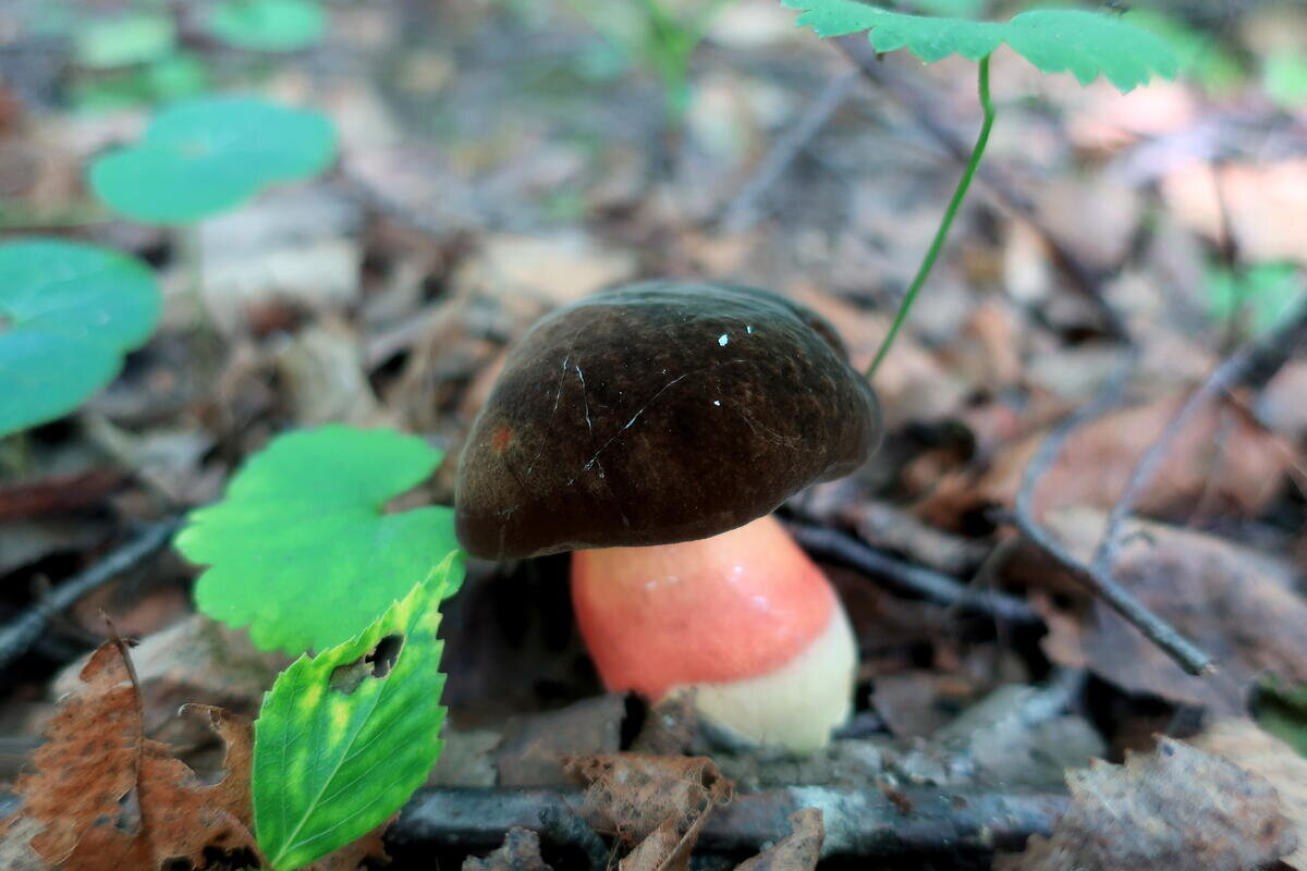 К чему относятся грибы овощам или фруктам CoffMachines.ru