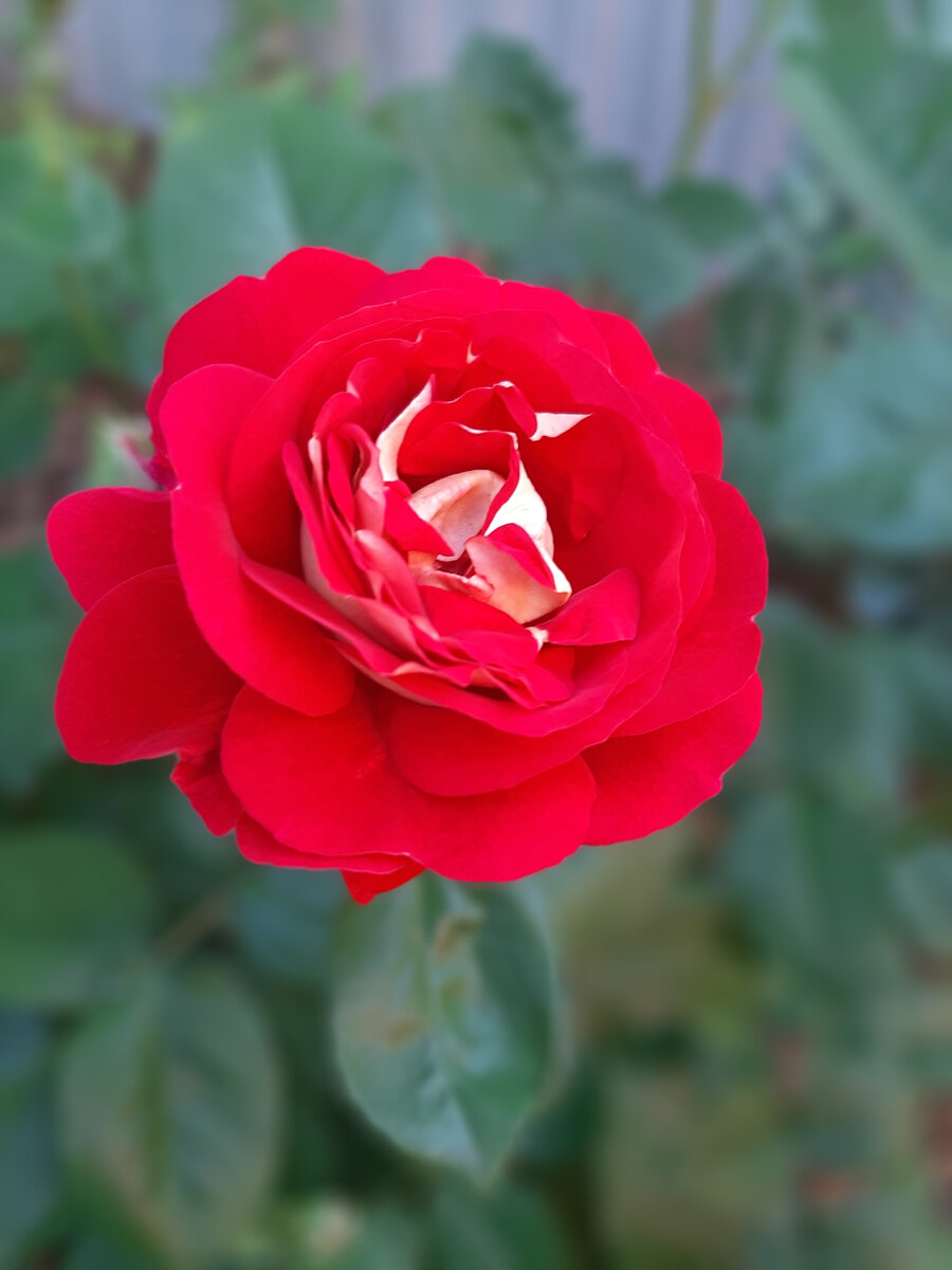 Чёрный список для роз. Кто и за что в него попал | Майя о розах и не ...