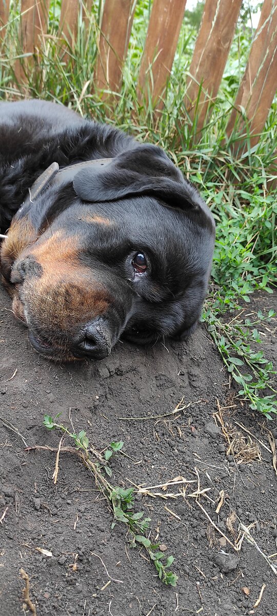 Вот такая несчастная морда.