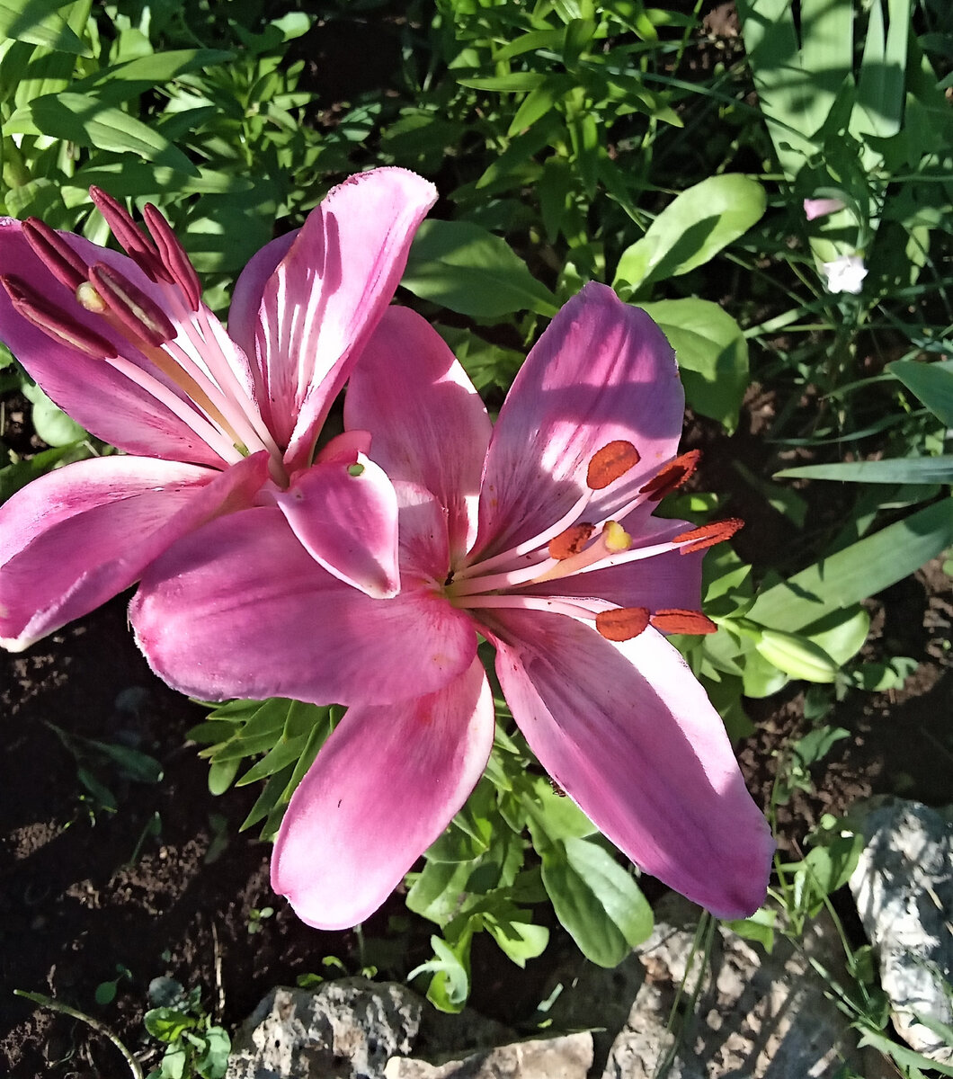                                              Счастливая пара. Фото автора канала.