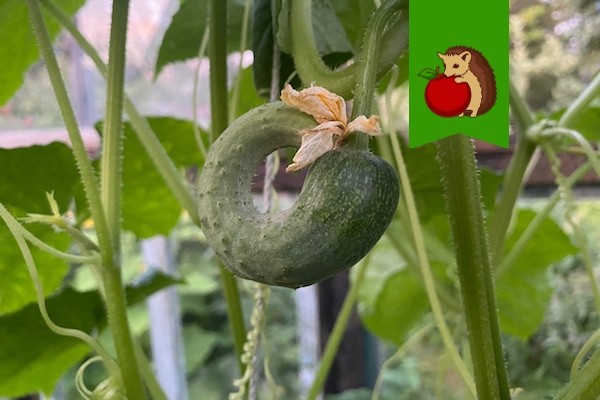 Огурцы скручиваются крючком: почему и как оперативно их 