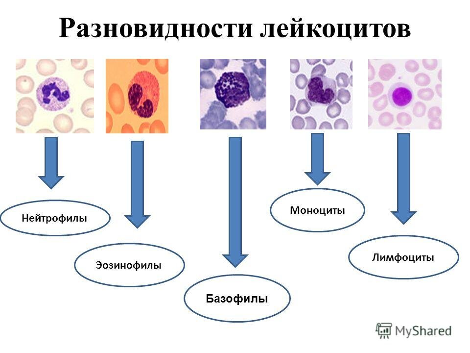 Обозначьте на рисунке виды лейкоцитов дайте их характеристику