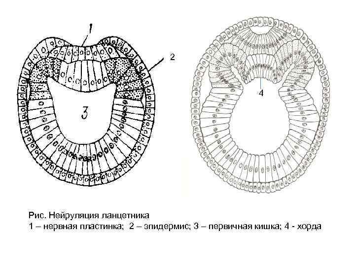 Назовите стадию развития ланцетника