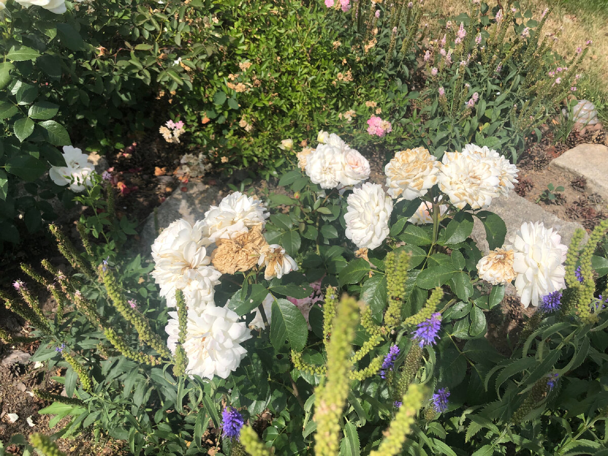 Вероника также постепенно теряет привлекательный вид. Скоро ее можно будет обрезать под корень и она успеет зацвести еще раз 