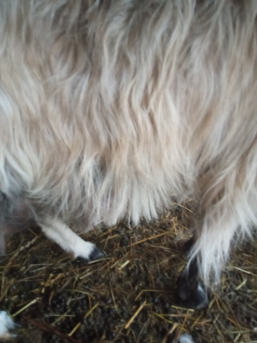 Фото автора, длинная и густая шерсть