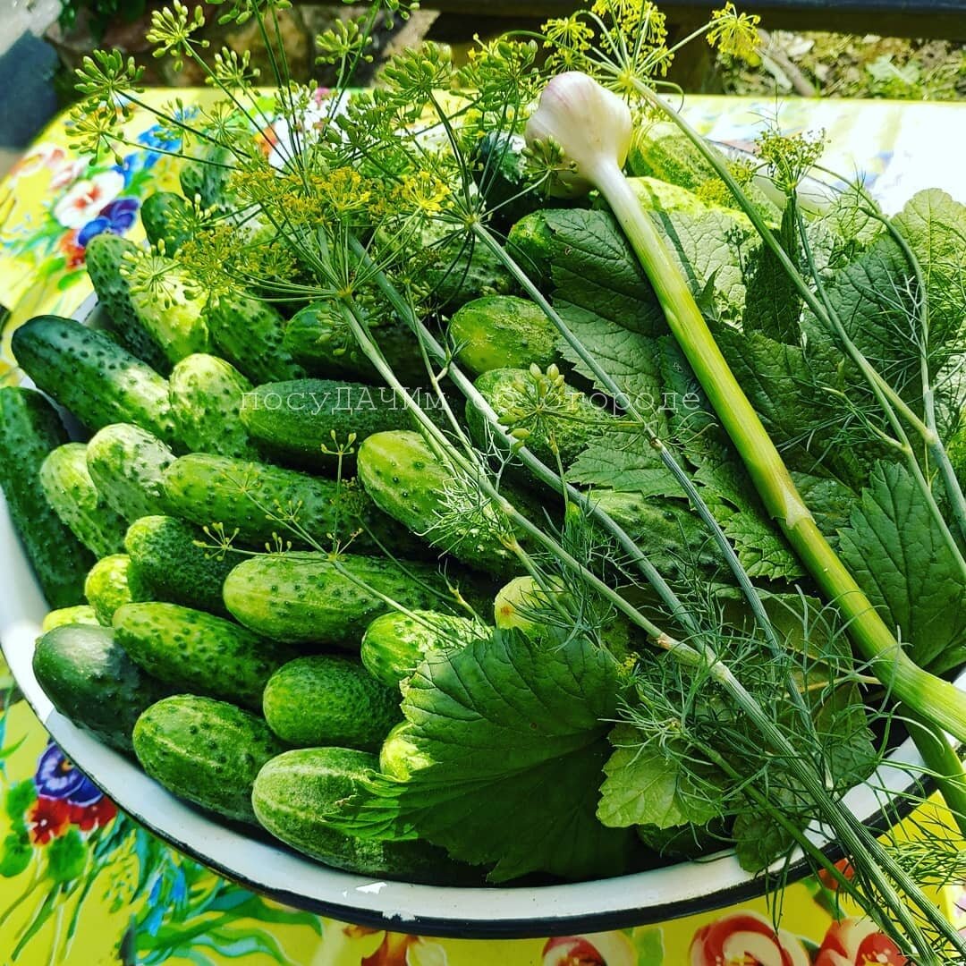 Огурцы собираю через день. Закатала больше 50 банок маринованными