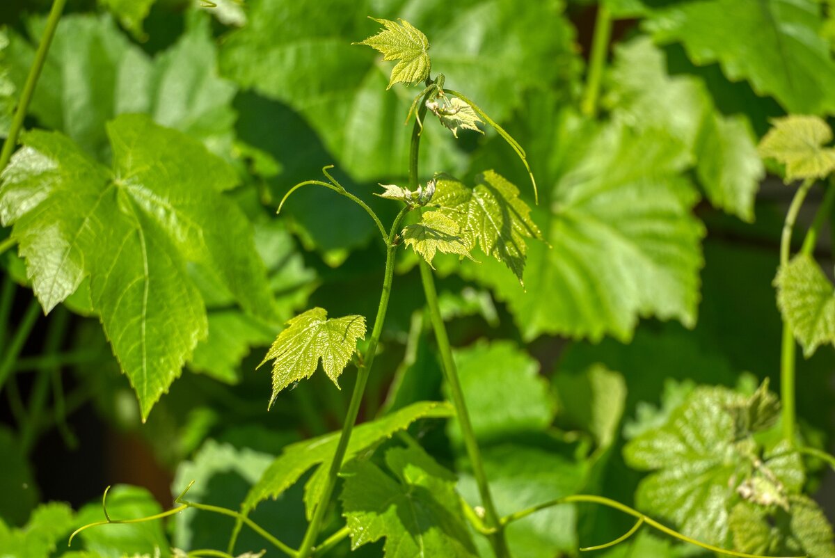 фото с сайта pixabay.com