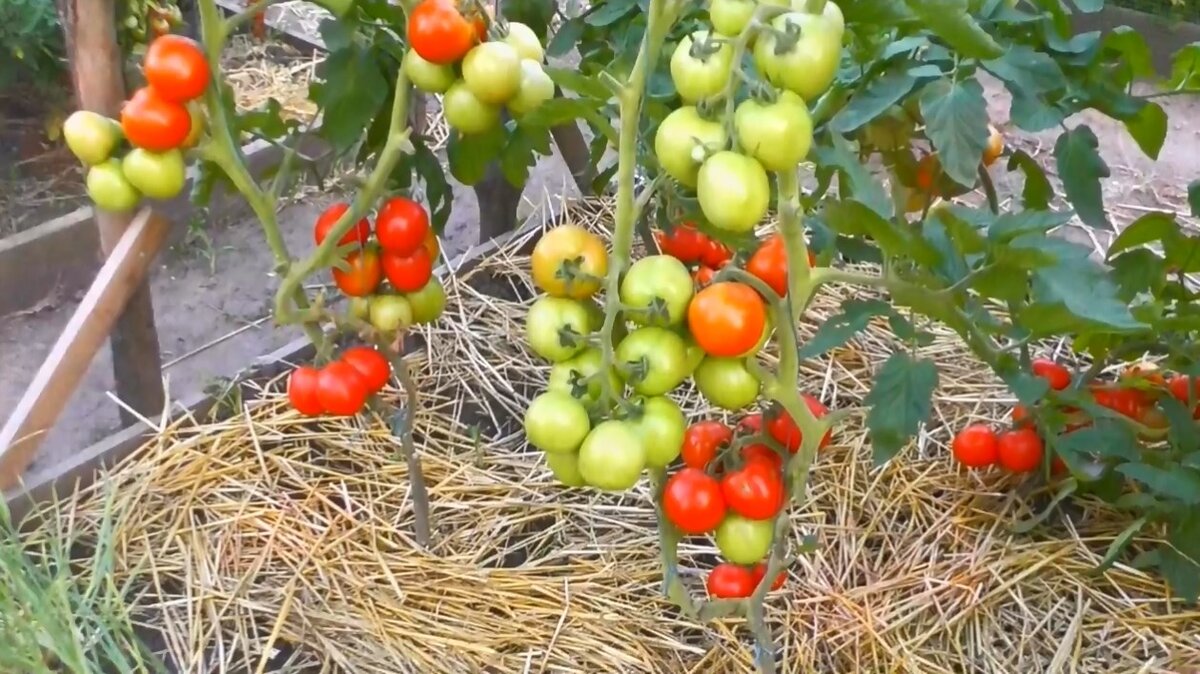 Томаты любят простор.