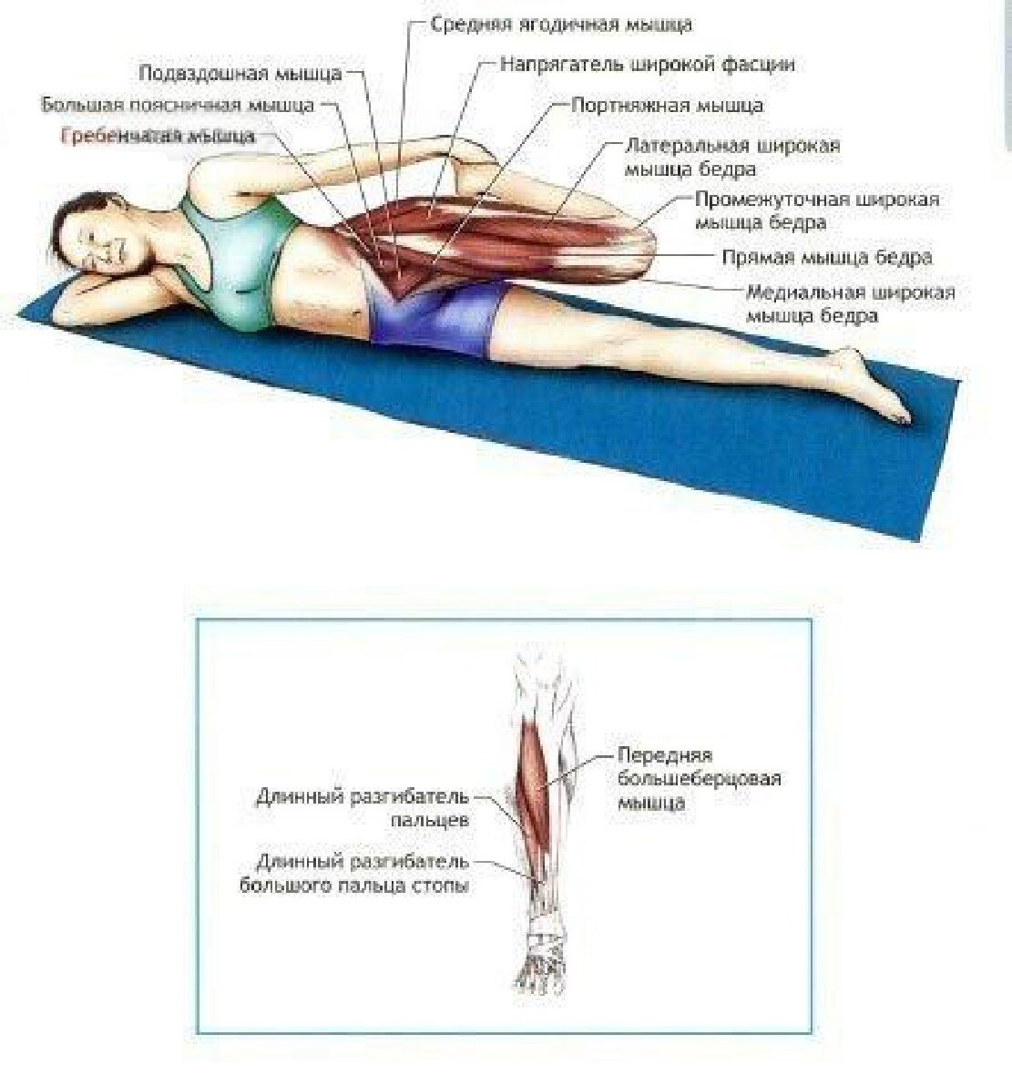 Растяжка портняжной мышцы бедра