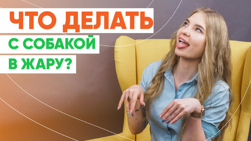 Что делать с собакой в жару?