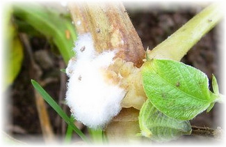 Белая гниль появляется в результате жизнедеятельности склеротинии. Она заражает растение изнутри и постепенно уничтожает весь зеленый организм: могут гнить даже крепкие на вид стебли, листья, часто гниют будущие плоды - зародыши огурцов.