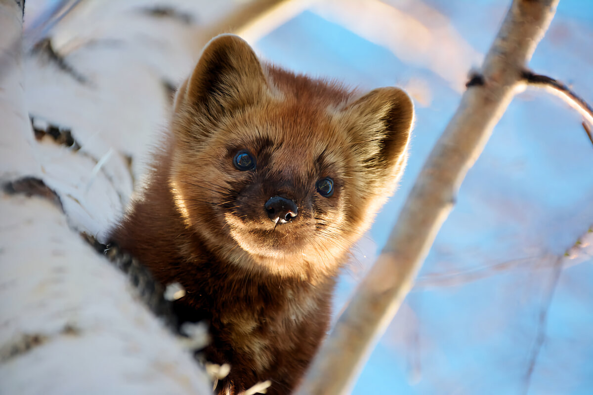 Russian animals. Новосибирский Соболь. Дикие животные России Соболь. Дикий Соболь конкурс. Соболь ночью.