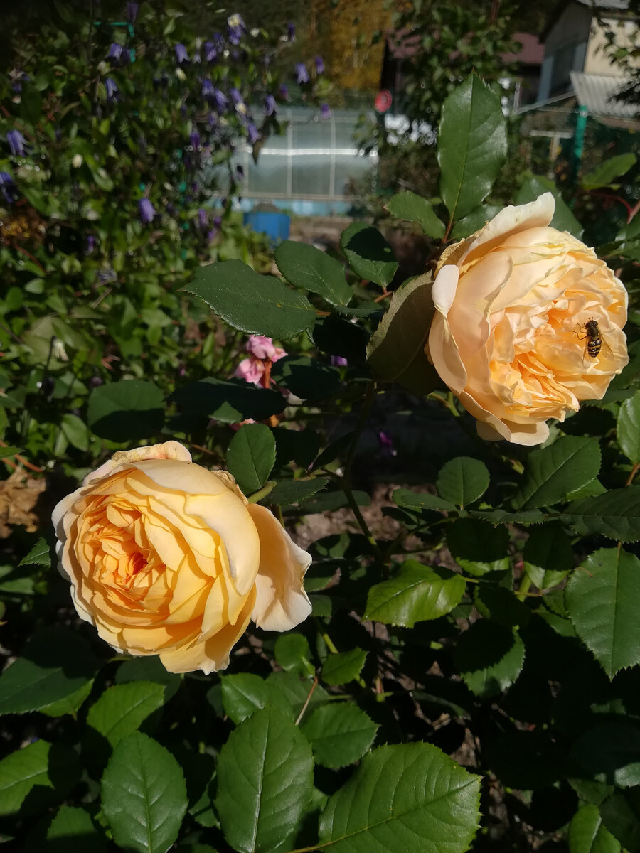Crown Princess Margareta (английская роза). 18.09.2021 года