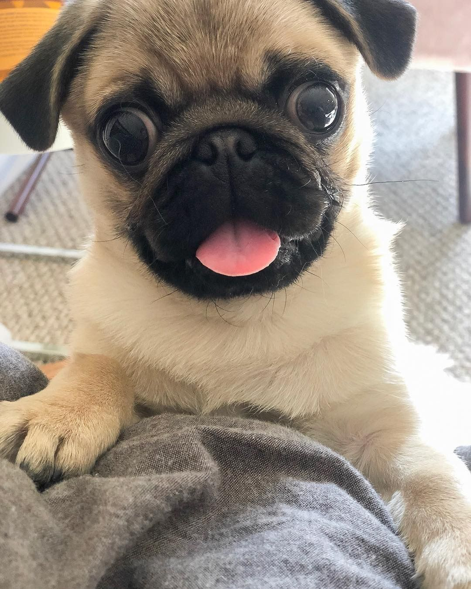 Хрюкающяя собака