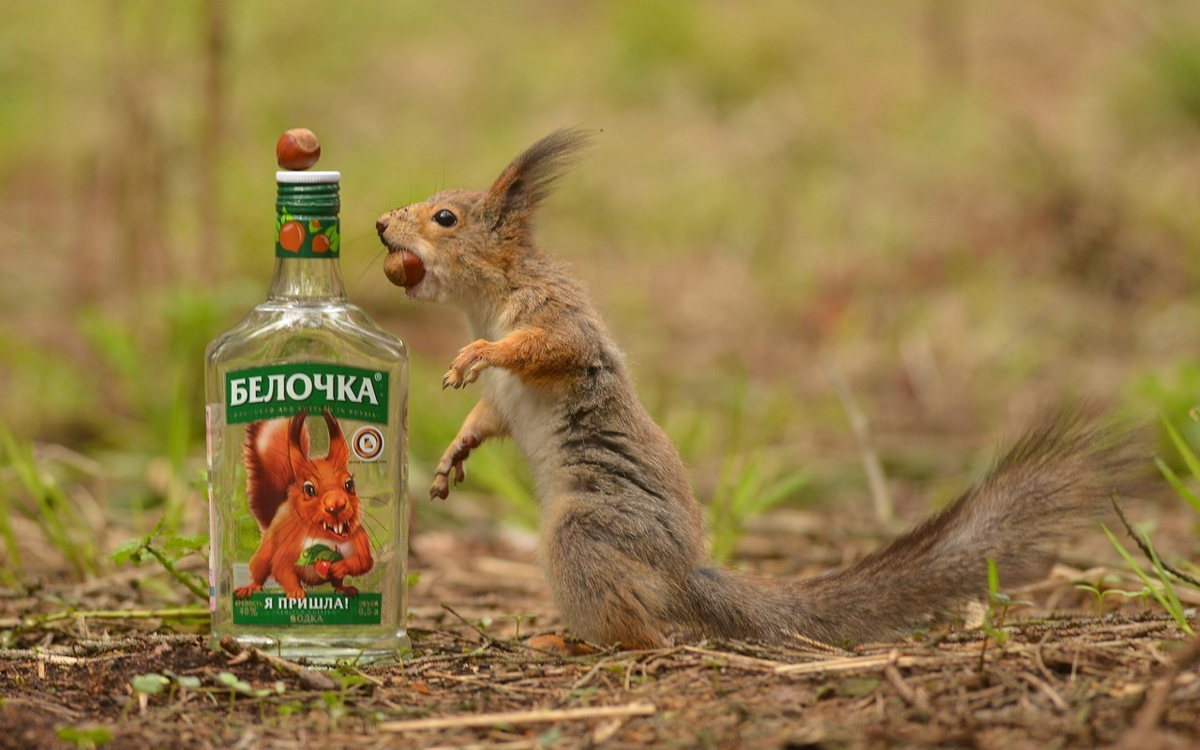 белка на плече человека. белочка у человека. мальчик в лесу. белка мальчик. бельчонок в руках.