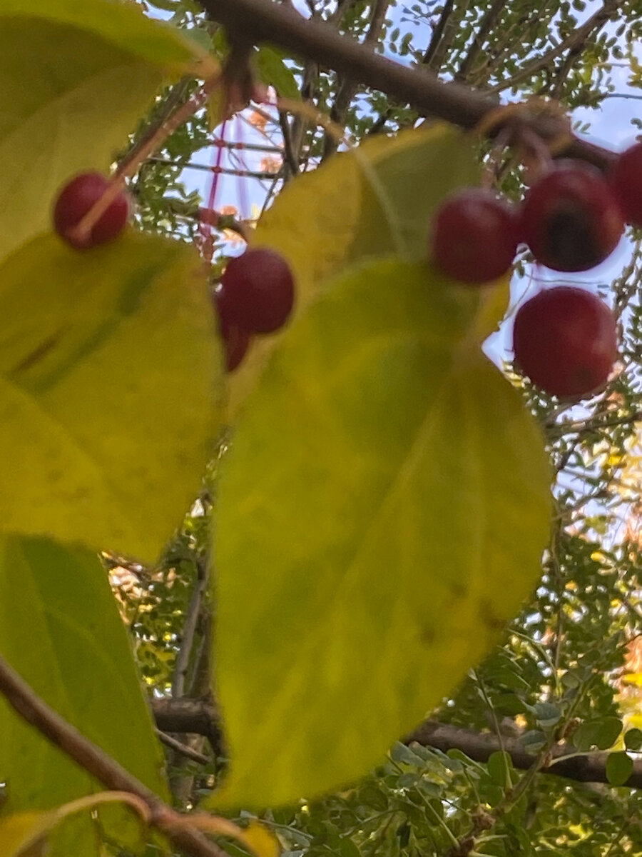 Спрятались с мелким(собака), он палку грызёт, я дичку, мягкую, кисло - сладкую. Дядька идёт, смотит так, как...в общем как на не очень умную, да плевать, чё тоже по кустам шарится, шёл бы себе по дороге...