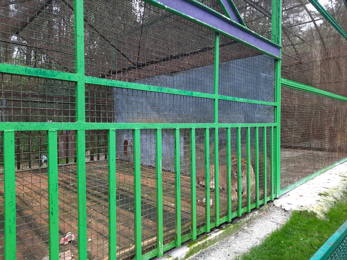 Львица в крохотном вольере