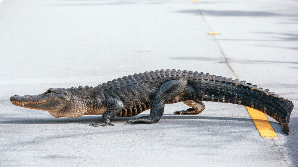 Аллигатор пробрался к жилым домам, чем испугал местных жителей 