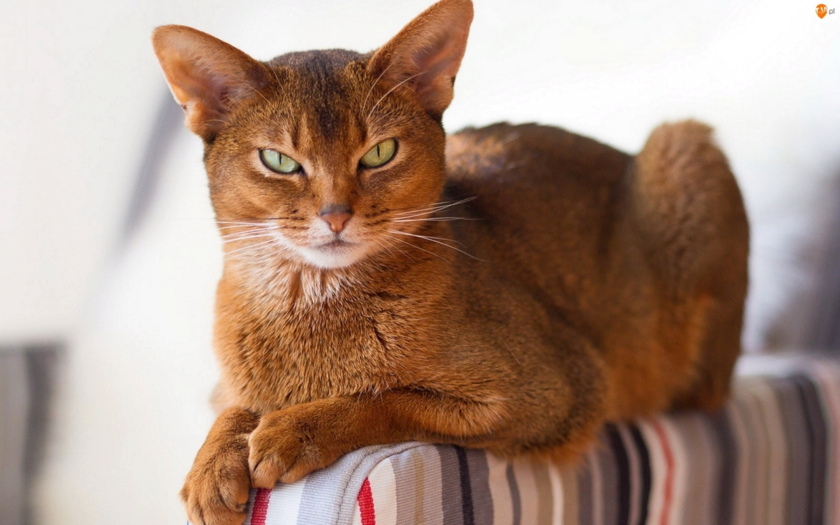 😺😾Кошка или кот: есть ли отличия в характере и поведении | Нос, хвост,  лапы | Дзен