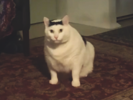 Мне очень нравится этот популярный котик из Тик Тока, правда всегда терзают смутные сомнения - а не избыточный ли у него вес, не вредно ли быть таким упитанным.