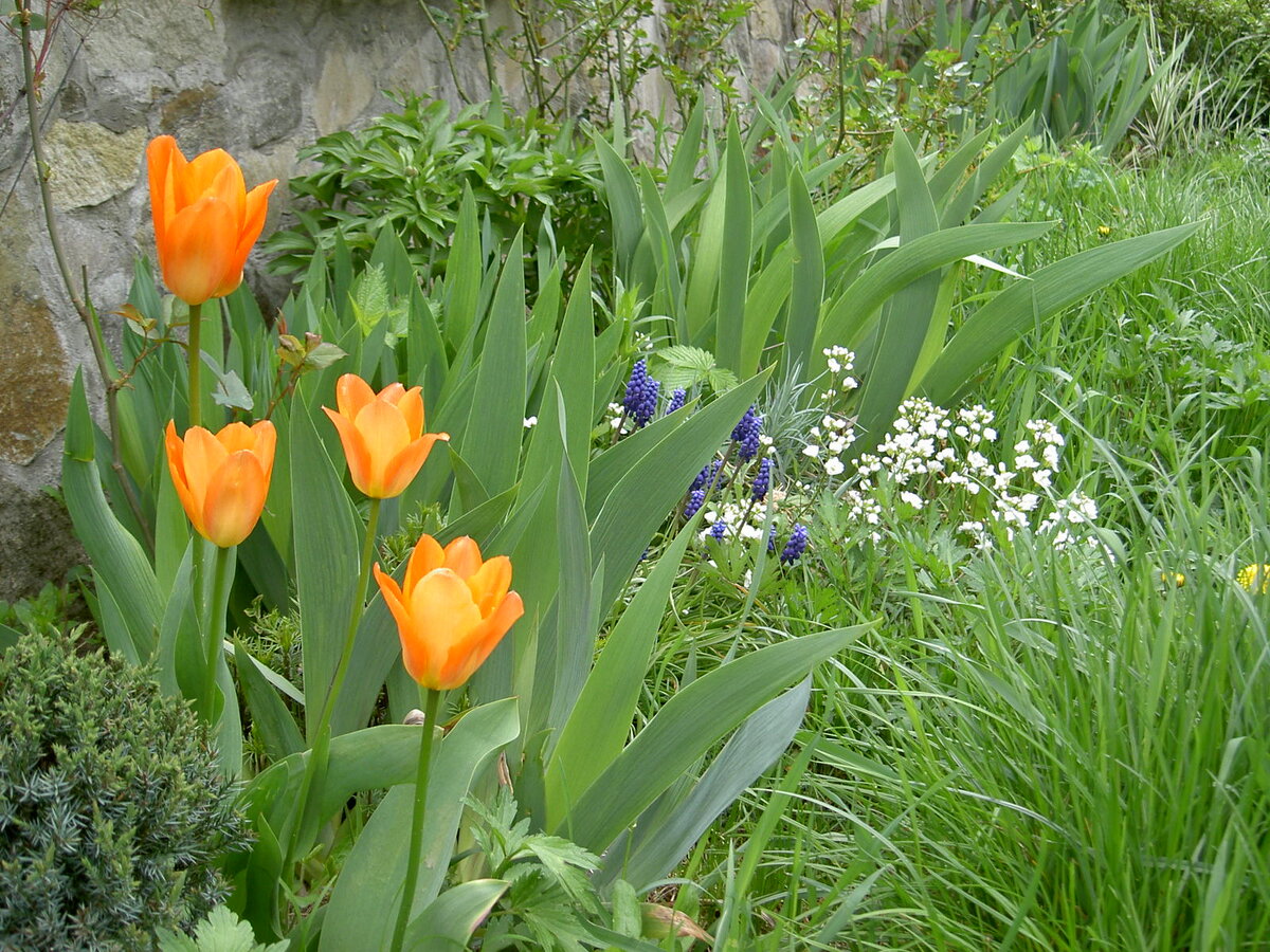 Сорт Оранж имперор