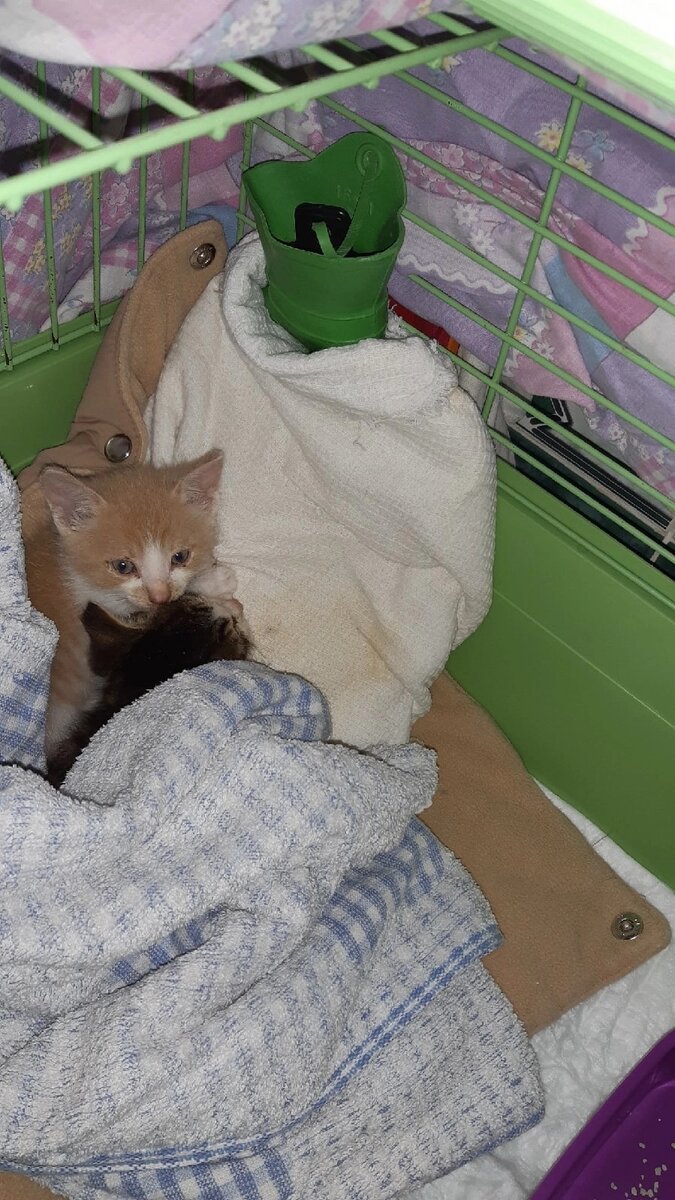 Малыши греются