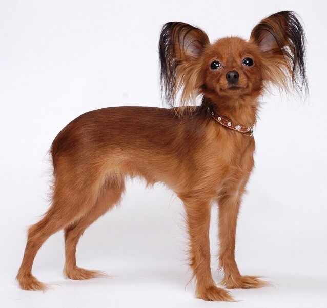 той терьер длинношерстный