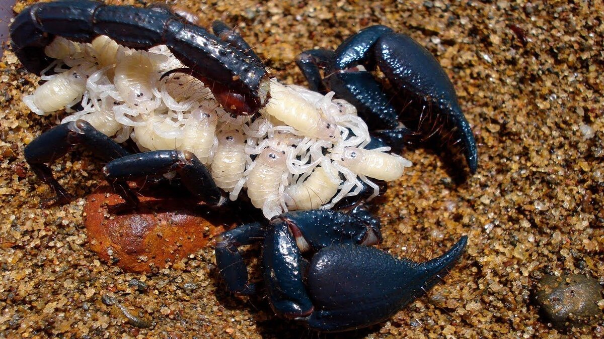 Рождаются  все скорпиончики  белыми