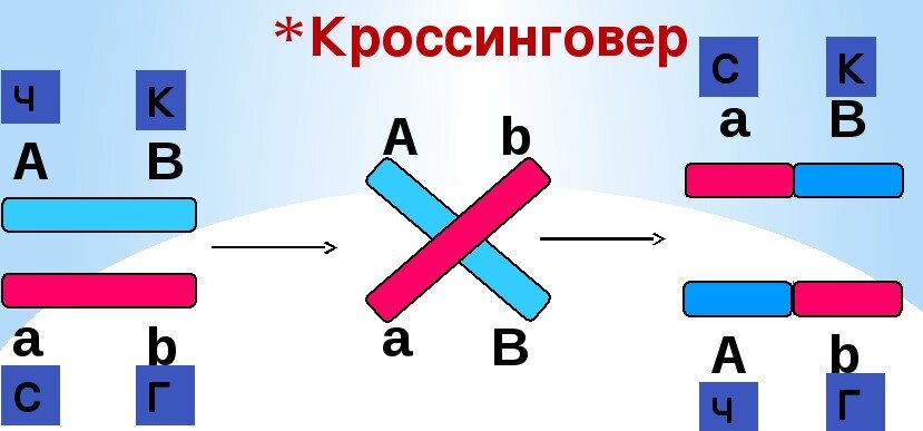 Схема автора