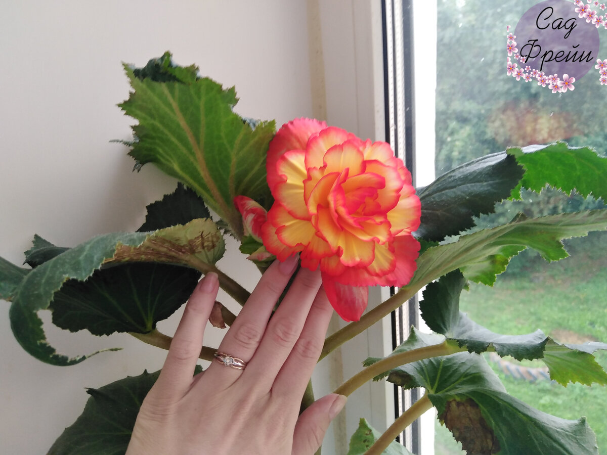 Цветение моего сеянца бегонии 'On Top Sun Glow'