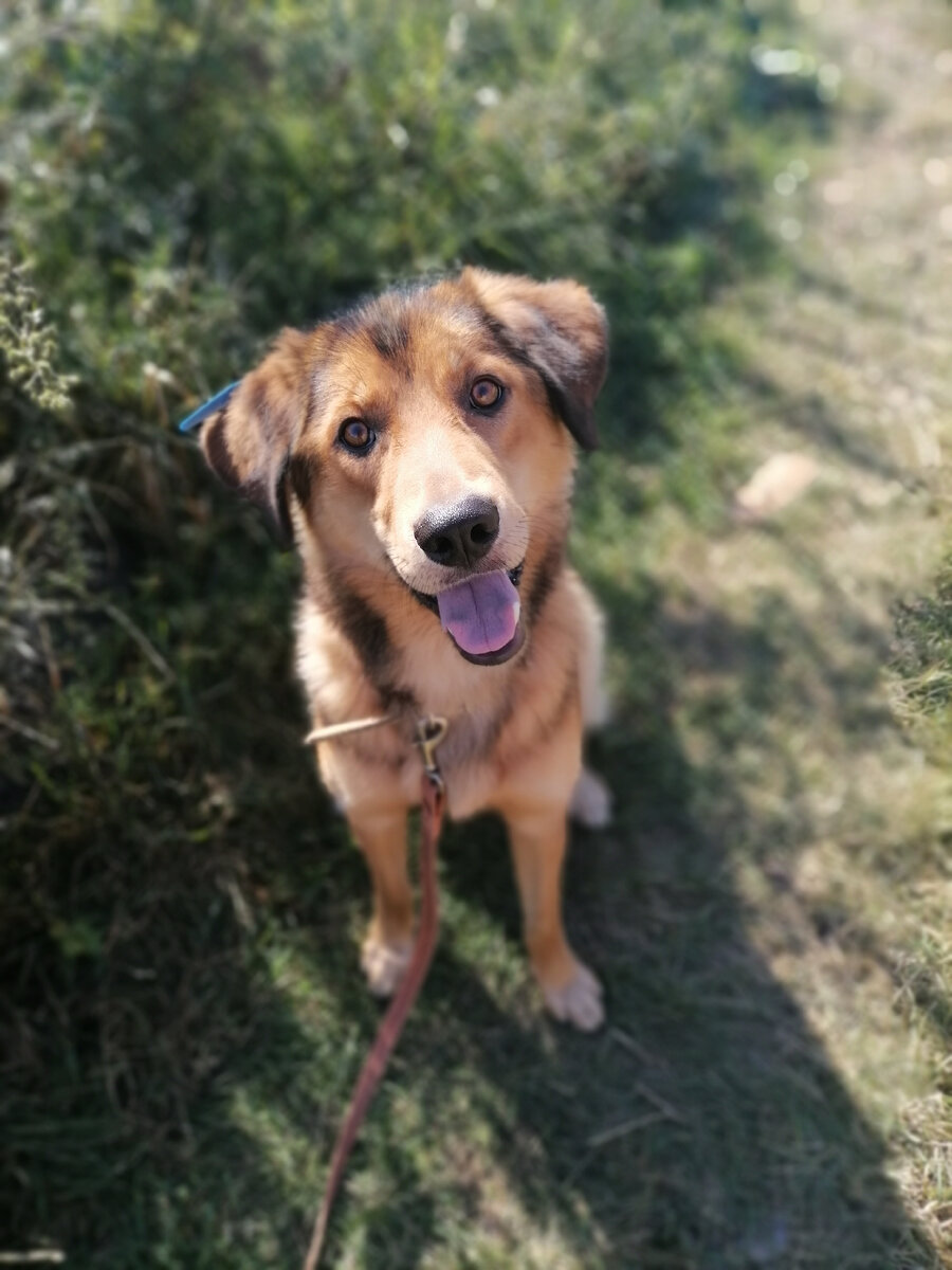 Рыжик из приюта "Добрый дом" в Минусинске. И ему очень обидно, когда помощь идет не на нужды животных, а в карман недобросовестным людям.