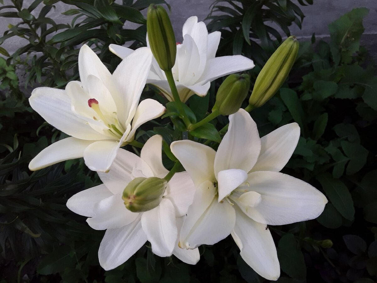 Лилия азиатская махровая, сорт Annemarie's Dream