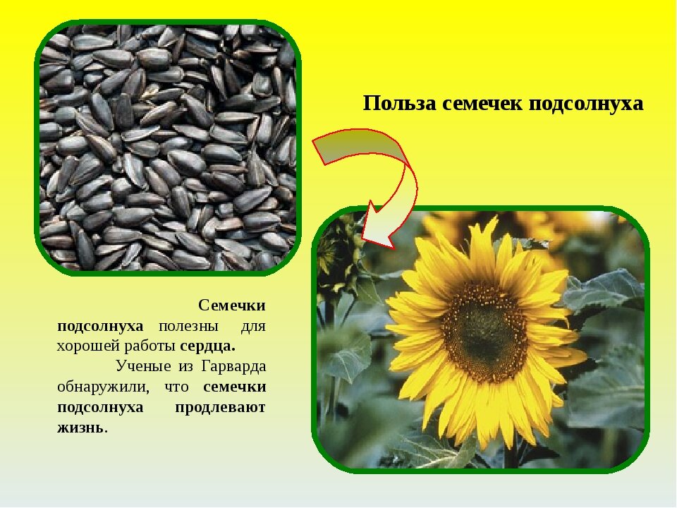 Семена подсолнечника вещества. Семечки подсолнуха. Польза семян подсолнечника. Подсолнечник растения семена. Чем полезен подсолнух.