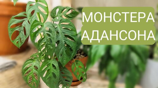 Монстера Адансона - моя любимица