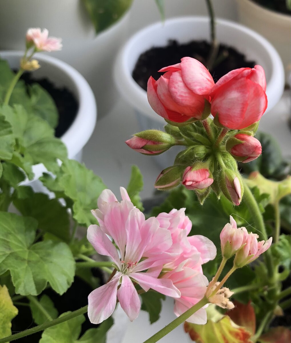 Первое цветение новых для меня Пеларгоний 