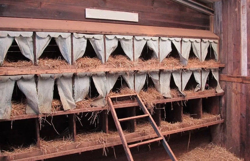 Как выбрать гнезда для кур?