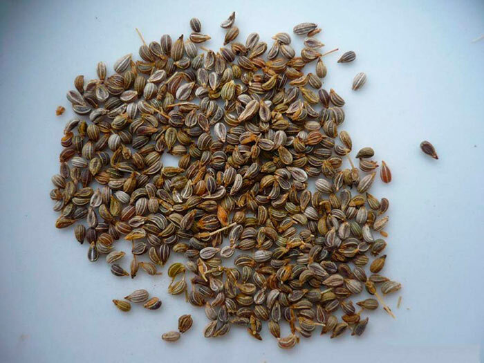 Семенной материал должен быть качественным (фото с сайта sad24.ru)