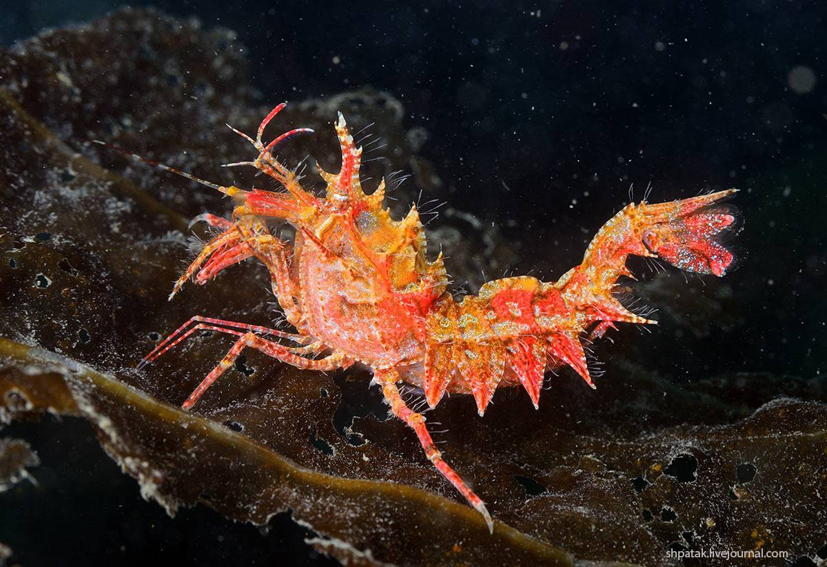 Креветки членистоногие. Креветка Lysmata amboinensis. Креветка Paracrangon echinata.. Креветка Живая Черноморская. Креветка Панко Живая.